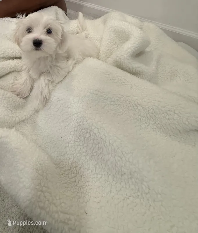 Maltipoo – Maltipoo puppy for sale in Oak Park, MI