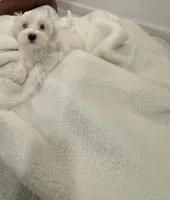 Maltipoo, a female Maltipoo for sale in Oak Park, MI – 1 of 5