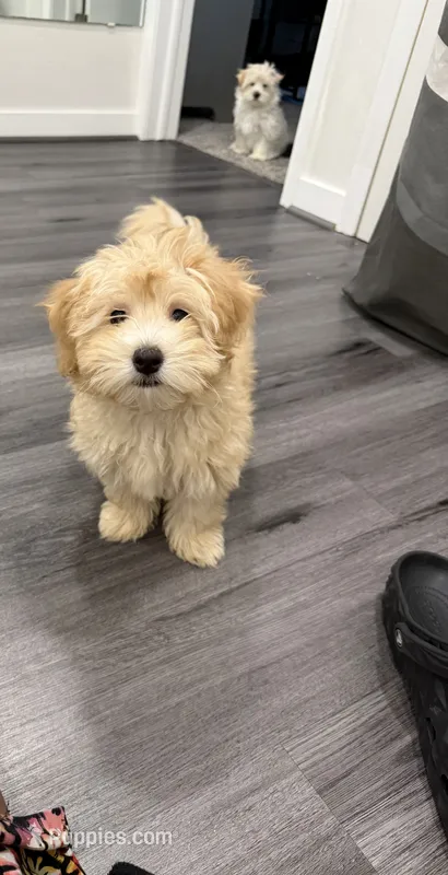 Maltipoo – Maltipoo, Poodle - Miniature  puppy for sale in Oak Park, MI