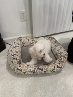 Maltipoo, a male Maltipoo for sale in Oak Park, MI – 6 of 9