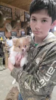 Starla, a female Pomeranian for sale in Farmington, IA – 4 of 6