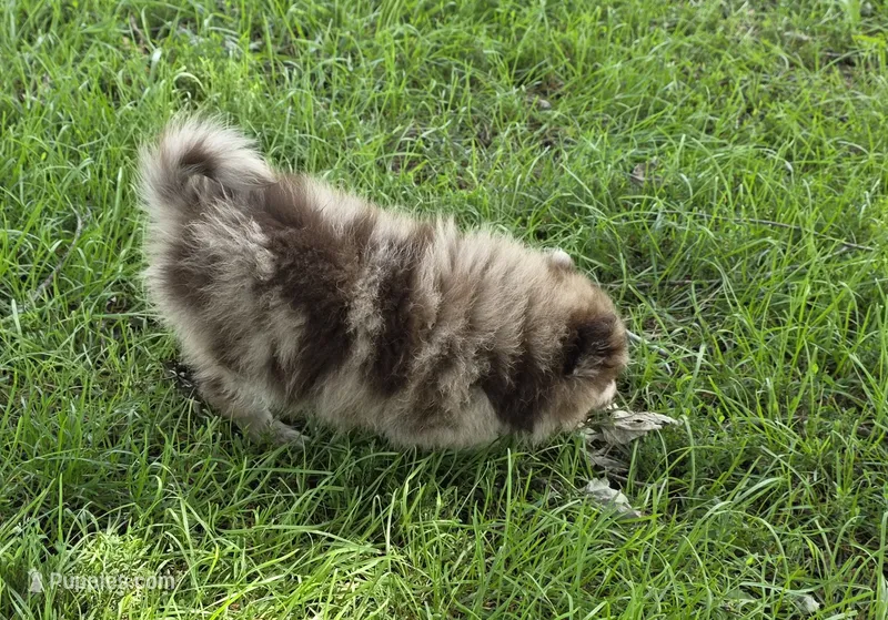 Kodiak – Pomeranian puppy for sale in Farmington, IA