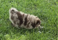 Kodiak, a male Pomeranian for sale in Farmington, IA – 1 of 5