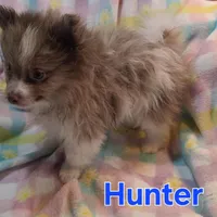 Hunter, a male Pomeranian for sale in Farmington, IA – Photo 7 of 7