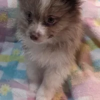 Hunter, a male Pomeranian for sale in Farmington, IA – Photo 5 of 7