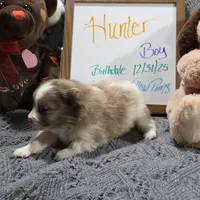 Hunter, a male Pomeranian for sale in Farmington, IA – Photo 3 of 7