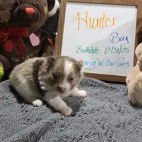 Hunter, a male Pomeranian for sale in Farmington, IA – Photo 2 of 7