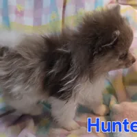 Hunter, a male Pomeranian for sale in Farmington, IA – Photo 6 of 7