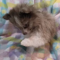 Hunter, a male Pomeranian for sale in Farmington, IA – Photo 1 of 7