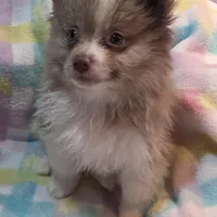 Hunter, a male Pomeranian for sale in Farmington, IA – Photo 4 of 7