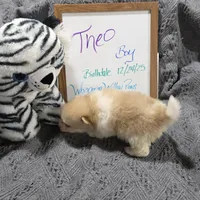 Theo, a male Pomeranian for sale in Farmington, IA – Photo 6 of 6