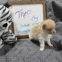 Theo, a male Pomeranian for sale in Farmington, IA – Photo 5 of 6