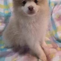 Theo, a male Pomeranian for sale in Farmington, IA – Photo 3 of 6