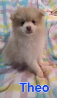 Theo, a male Pomeranian for sale in Farmington, IA – Photo 3 of 6