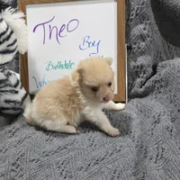 Theo, a male Pomeranian for sale in Farmington, IA – Photo 4 of 6