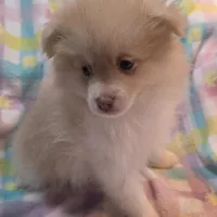 Theo, a male Pomeranian for sale in Farmington, IA – Photo 1 of 6