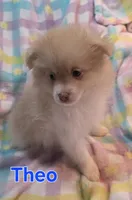 Theo, a male Pomeranian for sale in Farmington, IA – Photo 1 of 6