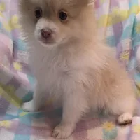 Theo, a male Pomeranian for sale in Farmington, IA – Photo 2 of 6