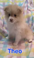 Theo, a male Pomeranian for sale in Farmington, IA – Photo 2 of 6