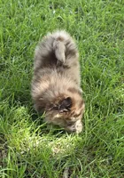 Kodiak, a male Pomeranian for sale in Farmington, IA – 3 of 5