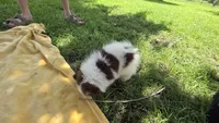 Koala, a female Pomeranian for sale in Farmington, IA – 3 of 4