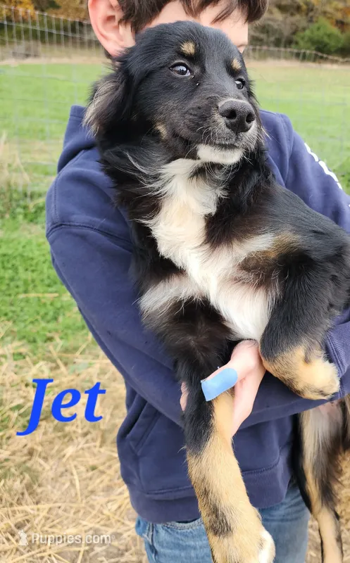 Jet