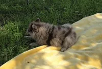 Kodiak, a male Pomeranian for sale in Farmington, IA – 5 of 5