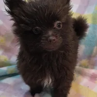 Henry, a male Pomeranian for sale in Farmington, IA – Photo 1 of 7