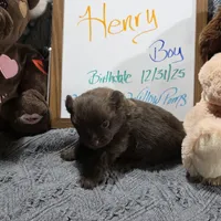 Henry, a male Pomeranian for sale in Farmington, IA – Photo 6 of 7