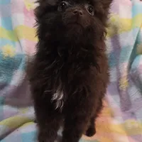 Henry, a male Pomeranian for sale in Farmington, IA – Photo 2 of 7