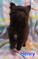 Henry, a male Pomeranian for sale in Farmington, IA – Photo 2 of 7