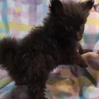 Henry, a male Pomeranian for sale in Farmington, IA – Photo 4 of 7