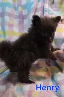 Henry, a male Pomeranian for sale in Farmington, IA – Photo 4 of 7