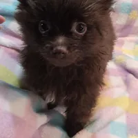 Henry, a male Pomeranian for sale in Farmington, IA – Photo 3 of 7