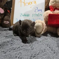 Henry, a male Pomeranian for sale in Farmington, IA – Photo 7 of 7