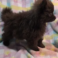 Henry, a male Pomeranian for sale in Farmington, IA – Photo 5 of 7