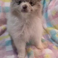 Toby, a male Pomeranian for sale in Farmington, IA – Photo 1 of 4