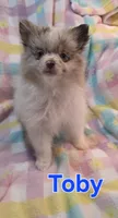 Toby, a male Pomeranian for sale in Farmington, IA – Photo 1 of 4