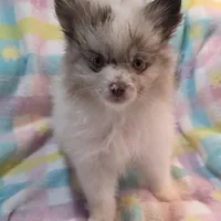 Toby, a male Pomeranian for sale in Farmington, IA – Photo 2 of 4