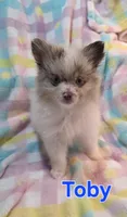 Toby, a male Pomeranian for sale in Farmington, IA – Photo 2 of 4