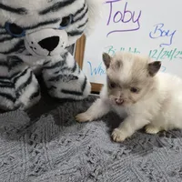Toby, a male Pomeranian for sale in Farmington, IA – Photo 4 of 4