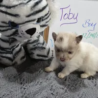 Toby, a male Pomeranian for sale in Farmington, IA – Photo 3 of 4