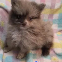 Storm, a male Pomeranian for sale in Farmington, IA – Photo 7 of 9