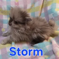 Storm, a male Pomeranian for sale in Farmington, IA – Photo 8 of 9