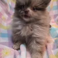 Storm, a male Pomeranian for sale in Farmington, IA – Photo 9 of 9