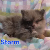Storm, a male Pomeranian for sale in Farmington, IA – Photo 1 of 9