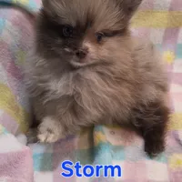 Storm, a male Pomeranian for sale in Farmington, IA – Photo 5 of 9