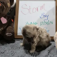 Storm, a male Pomeranian for sale in Farmington, IA – Photo 4 of 9