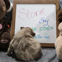 Storm, a male Pomeranian for sale in Farmington, IA – Photo 2 of 9