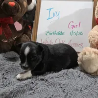 Ivy, a female Miniature Australian Shepherd for sale in Farmington, IA – Photo 4 of 4